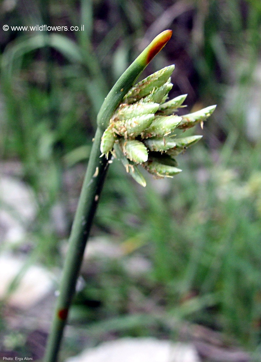 Cyperus laevigatus